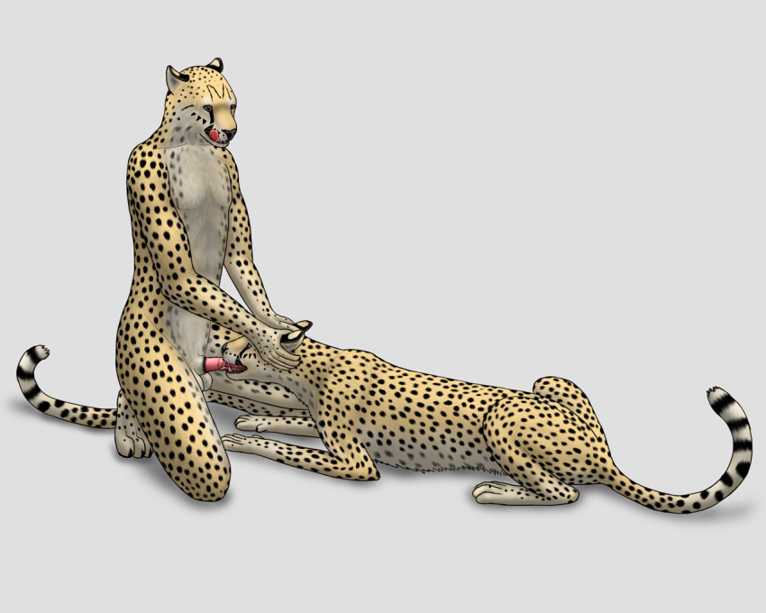 animal_genitalia anthro anthro_on_feral balls cheepard cheetah erection feline feline_penis feral gay holding_head interspecies licking licking_lips male mammal oral oral_sex penis sex tongue tongue_out zoophilia