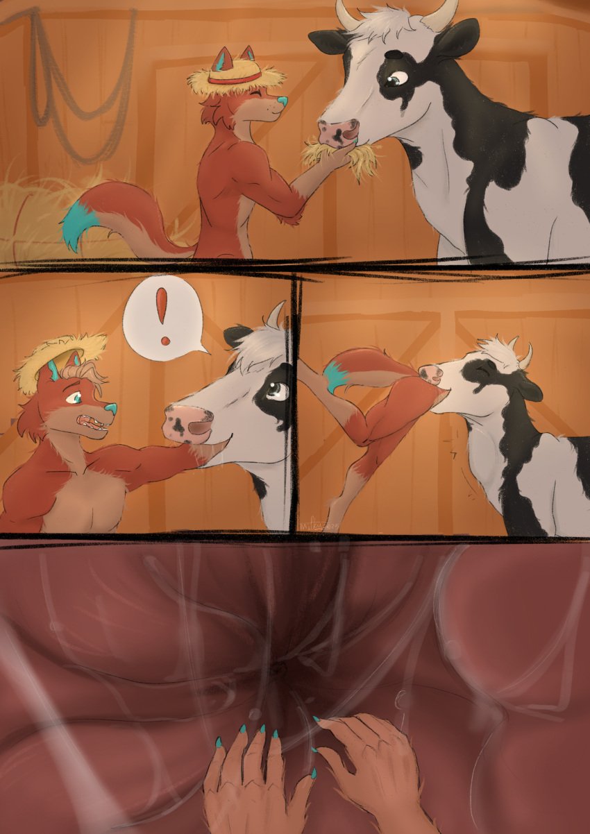 absurd_res anthro ass barn blue_body blue_ears blue_eyes blue_fur blue_nose blue_tail bodily_fluids bovid bovine canid canine canis cattle clothing digital_media_(artwork) duo feet female feral fingers first_person_view fur hair hat hay hay_bale headgear headwear hi_res horn male male/female male_pov mammal milkybunnyuwu nude open_mouth oral_vore prey_in_mouth red_wolf saliva saliva_string size_difference straw_hat swallowing tail throat tuft tula_wolf unwilling_prey vore white_body white_fur wolf