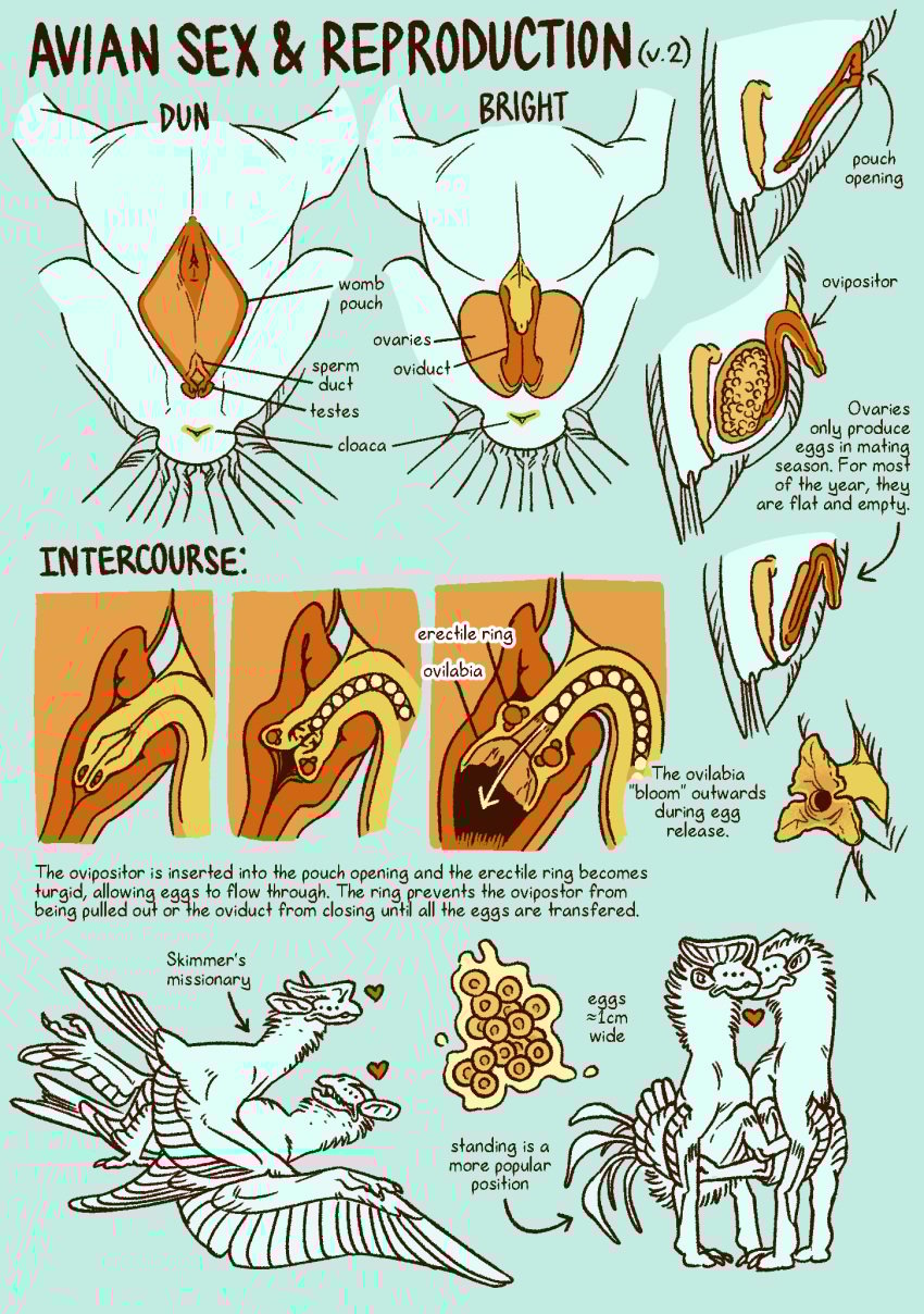 2_toes alien anatomical_diagram anatomy animal_genitalia avian avian_(rtts) big_ears blue_background bone_frill cloaca cross_section cutaway egg english_text feathered_wings feathers feet female feral frill_(anatomy) from_front_position genitals group heart_symbol hi_res internal internal_testicles jayrockin lying male male/female missionary_position monochrome multi_eye multiple_images neck_tuft on_back open_mouth ovaries oviposition ovipositor penetration pouch_(anatomy) pouch_penetration restricted_palette runaway_to_the_stars sex simple_background spread_legs spread_wings spreading standing standing_sex tail tail_feathers text toes tuft wings yellow_cloaca yellow_ovipositor