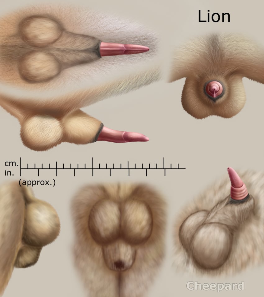 anatomically_correct anatomically_correct_penis animal_genitalia balls barbs cheepard erection feline feline_penis feral flaccid lion male_only mammal penis penis_tip sheath