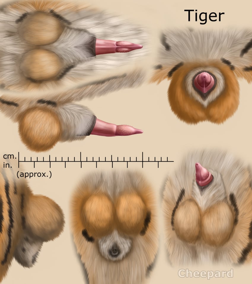 anatomically_correct anatomically_correct_penis animal_genitalia balls barbs cheepard educational erection feline feline_penis feral flaccid male mammal penis sheath solo tiger