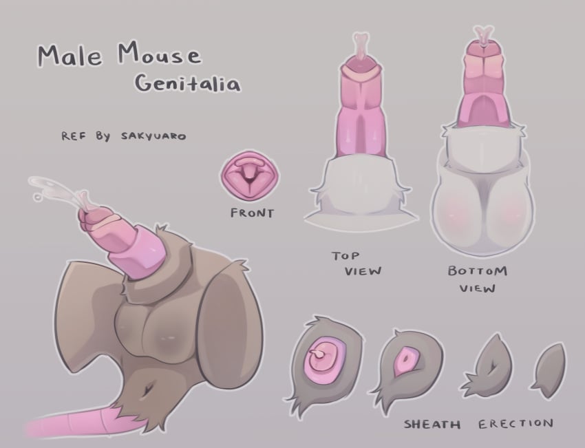 Anatomy Rule 34 Image