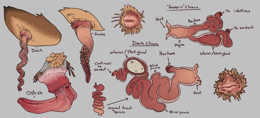 anatid anatomically_correct anatomically_correct_cloaca anatomically_correct_genitalia anatomically_correct_penis anatomy anatomy_reference animal animal_genitalia animal_penis anseriform anserinae avian bird cloaca cloacal_penis duck duck_penis erection feathers female feral genitals goose goose_penis hi_res internal internal_cloaca internal_cloacal internal_genitals kuruk_(character) male ostrich ostrich_penis penis ratite technesaurus