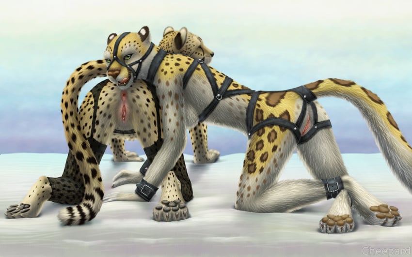 16:10 2018 all_fours anthro anus ass breasts bridle cheepard cheetah claws clitoris clothing digitigrade duo feline female fur garter_belt garter_straps gradient_background green_eyes harness hi_res leather_harness legwear leopard licking licking_lips looking_at_viewer mammal mia_(hotwert) multicolored_fur nude pawpads presenting presenting_anus presenting_hindquarters presenting_pussy pussy rear_view shackles side_view sideboob simple_background spots spotted_fur stockings toe_claws tongue tongue_out white_fur yellow_fur