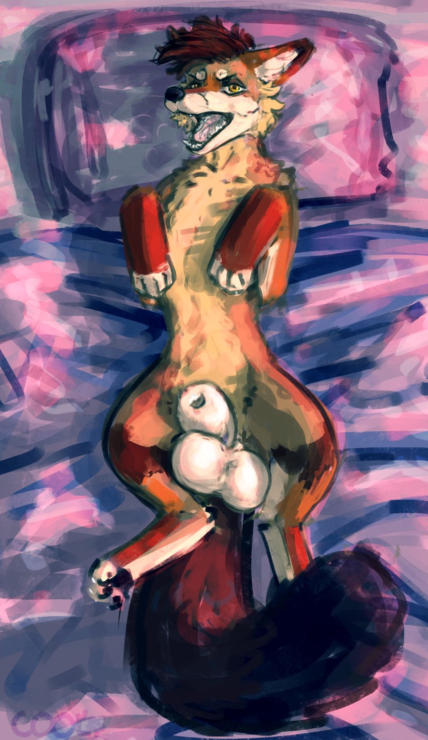 absurd_res animal_genitalia balls bed big_balls canid canine canis cool. coyote dusk furniture genitals hi_res looking_at_viewer male mammal quadruped sheath solo teeth tongue tongue_out