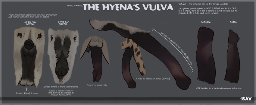 Strana (Artist) Rule 34 Image