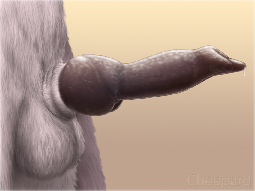 2014 animal_genitalia anthro balls canine canine_penis cheepard close-up corsac_fox crotch_shot fox fur furry knot male male_only mammal penis precum solo tsume_zyzco