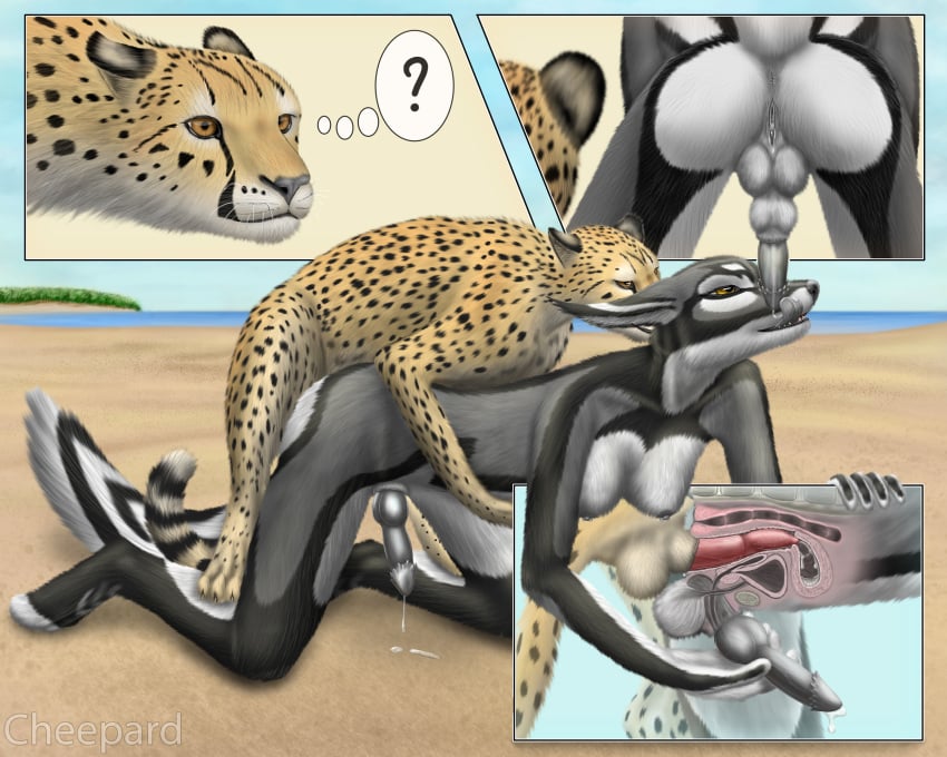 1boy 1girls ? anatomically_correct anatomically_correct_penis animal_genitalia anthro anthro_on_feral anus barbs breasts canine canine_penis cheepard cheetah cum cum_in_pussy cum_inside erection feline feral fox furry futanari internal intersex interspecies jex kneeling knot knot_in_sheath licking mammal masturbation nipples oral penetration penis predator/prey pussy shakkokit sheath testicles text tongue tongue_out vaginal_penetration yellow_eyes zoophilia