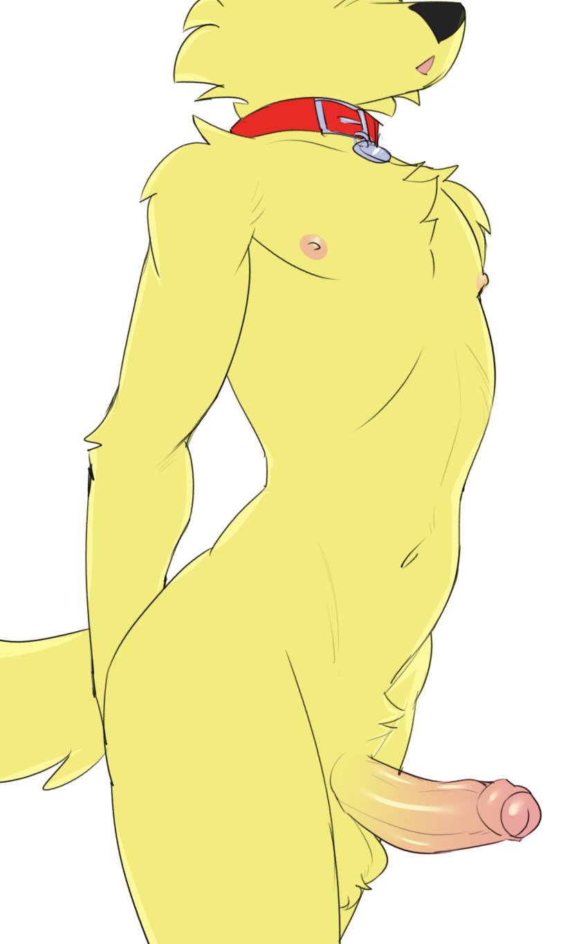 absurd_res anthro areola artbyyellowdog balls biped canid canine canis collar collar_only domestic_dog erection foreskin fur genitals glans hi_res humanoid_genitalia humanoid_penis male mammal navel nipples nude penis solo tail yellow_body yellow_fur