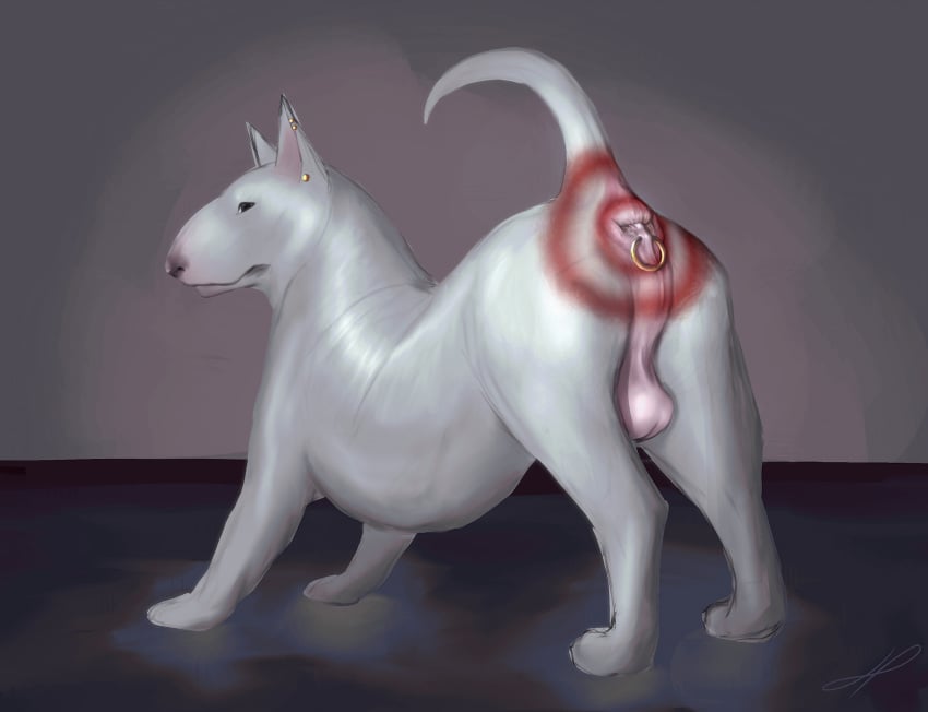 anal_piercing anatomically_correct anatomically_correct_anus anatomically_correct_genitalia animal_genitalia anus ass ass_up balls big_anus big_butt black_nose boaz_(darkmare) bodypaint bull_terrier canid canine canine_genitalia canis detailed detailed_anus digital_media_(artwork) dirty_anus domestic_dog ear_piercing feral fur genitals glistening glistening_body gold_(metal) groomed hair hairless_balls hazed01 hi_res hunting_dog looking_back male male_only mammal multiple_piercings muscular muscular_feral nude paint painted_butt piercing piercing_fetish pink_anus pink_balls presenting presenting_anus presenting_balls presenting_hindquarters prick_ears puffy_anus quadruped raised_tail realistic_anatomy realistic_feral realistic_shading red_paint ring_piercing short_hair simple_background solo solo_male tail tail_anus target_on_butt terrier thick_neck thick_thighs third-party_edit white_body white_fur