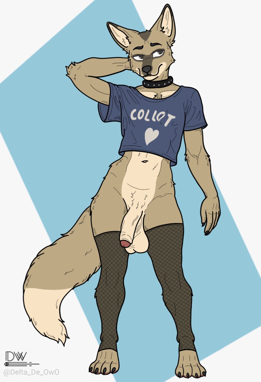 anthro balls beastars canid canine clothed clothing collar delta_dewitt digital_media_(artwork) durham_(beastars) fur genitals hi_res legwear male mammal penis shirt simple_background smile solo tail thigh_highs topwear