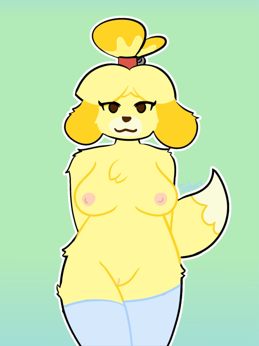 animal_crossing anthro areola bedroom_eyes bell belly big_breasts black_nose blue_clothing blue_legwear breasts clothing female fur genitals hi_res isabelle_(animal_crossing) jingle_bell legwear looking_at_viewer narrowed_eyes nintendo nipples nude pussy seductive smile solo sstarr tail thick_thighs thigh_highs tuft yellow_body yellow_fur