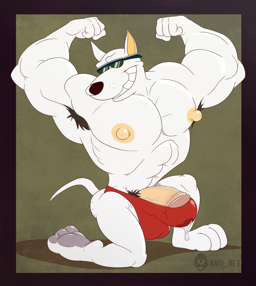 1boy abs anthro anti_dev armpit_hair arnold_the_pitbull big_penis bodybuilder boxers bulge canine clothing cum erection eyewear flexing hyper hyper_penis male male_only mammal muscles muscular muscular_armpits muscular_male pawpads paws penis pubes solo sunglasses tiny_toon_adventures underwear warner_brothers