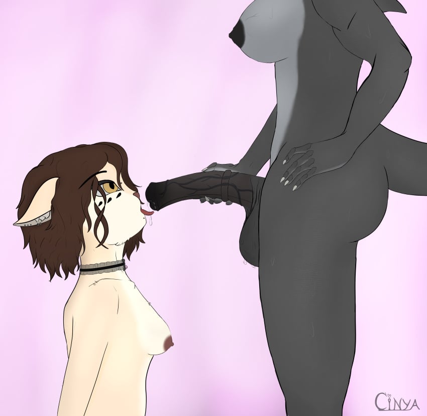 1futa 1girls 2d absurd_res animal_genitalia animal_penis anthro ass balls bodily_fluids breasts cinya cinya_(cinya) collar curly_hair domestic_cat duo equine_genitalia equine_penis erection felid feline felis female fish fur futanari genital_fluids genitals gynomorph gynomorph/female hair hi_res holding_penis intersex intersex/female kneeling licking licking_penis licking_precum looking_up mammal marine nipples nude open_mouth oral penile penis penis_lick piercing precum scales scalie sex shark simple_background sweat sweaty_balls sweaty_genitalia tail tongue tongue_out trans_woman transfem vein veiny_penis