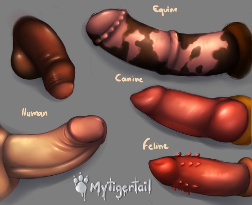 anatomically_correct animal_genitalia balls canine disembodied_penis english_text equine erection feline horsecock human knot male male_only mammal mytigertail penis text uncut