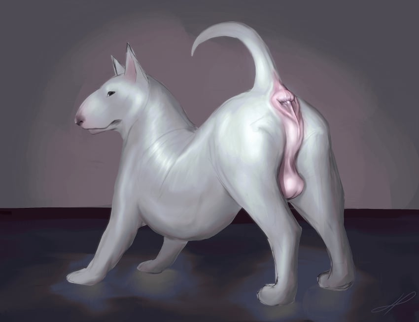 anatomically_correct anatomically_correct_anus anatomically_correct_genitalia anatomically_correct_penis animal_genitalia animal_penis anus ass ass_up balls big_anus big_butt black_nose boaz_(darkmare) bull_terrier canid canine canine_genitalia canis detailed detailed_anus digital_media_(artwork) domestic_dog duo feral fur genitals glistening glistening_body gold_(metal) groomed hair hairless_balls hazed01 hi_res hunting_dog looking_back male mammal muscular muscular_feral nude penis pink_anus pink_balls presenting presenting_anus presenting_balls presenting_hindquarters prick_ears puffy_anus quadruped raised_tail realistic_anatomy realistic_feral realistic_shading short_hair simple_background solo tail terrier thick_neck thick_thighs white_body white_fur