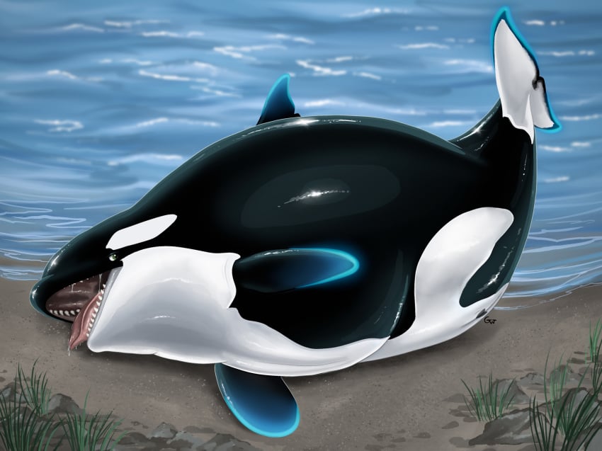 2024 animal_genitalia animal_pussy beach belly big_belly bioluminescence black_body bloated cetacean cetacean_genitalia cetacean_pussy dolphin female female_feral feral genitals glowing glowing_body grass green_eyes hi_res kayla_the_orca mammal mammary_slits marine oceanic_dolphin open_mouth orca plant pussy sand sea solo the_glow_whale tongue tongue_out toothed_whale water white_body