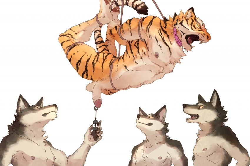 anthro arms_tied balls bondage bondage bound canid canine canis collar collar_only felid fur genital_piercing genitals group humanoid_genitalia kemono legs_tied male male/male mammal multicolored_body multicolored_fur nipples nude nude_anthro nude_male open_mouth orange_body orange_fur pantherine penis penis_piercing piercing pngx restraints rope rope_bondage rope_harness striped_body striped_fur stripes suspension suspension_bondage tiger torture two_tone_body two_tone_fur weighted_piercing wolf