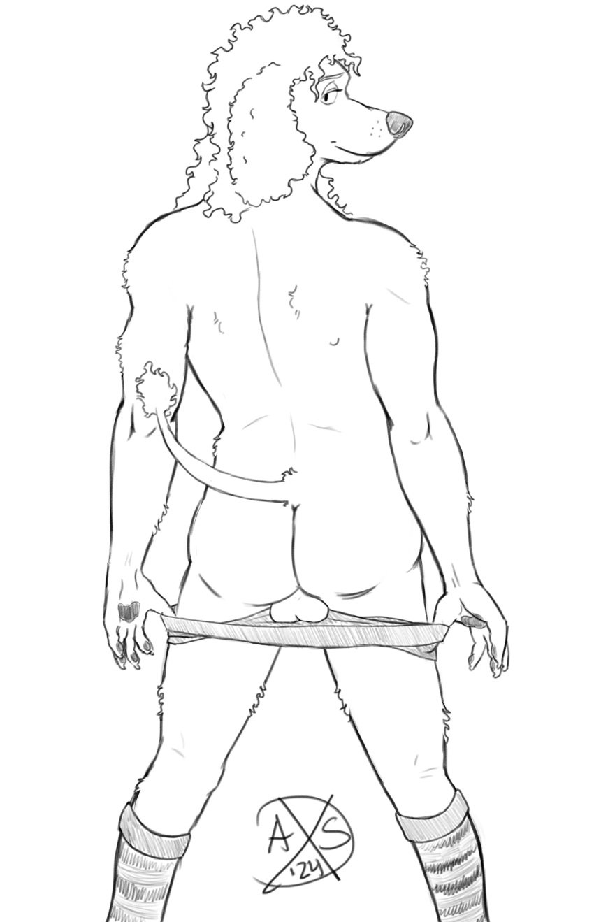 alphasabre anthro ass backsack balls canid canine canis clothed clothing domestic_dog femboy genitals hi_res knee_highs legwear male mammal partially_clothed poodle presenting presenting_hindquarters raised_tail rear_view slim solo tail underwear underwear_down