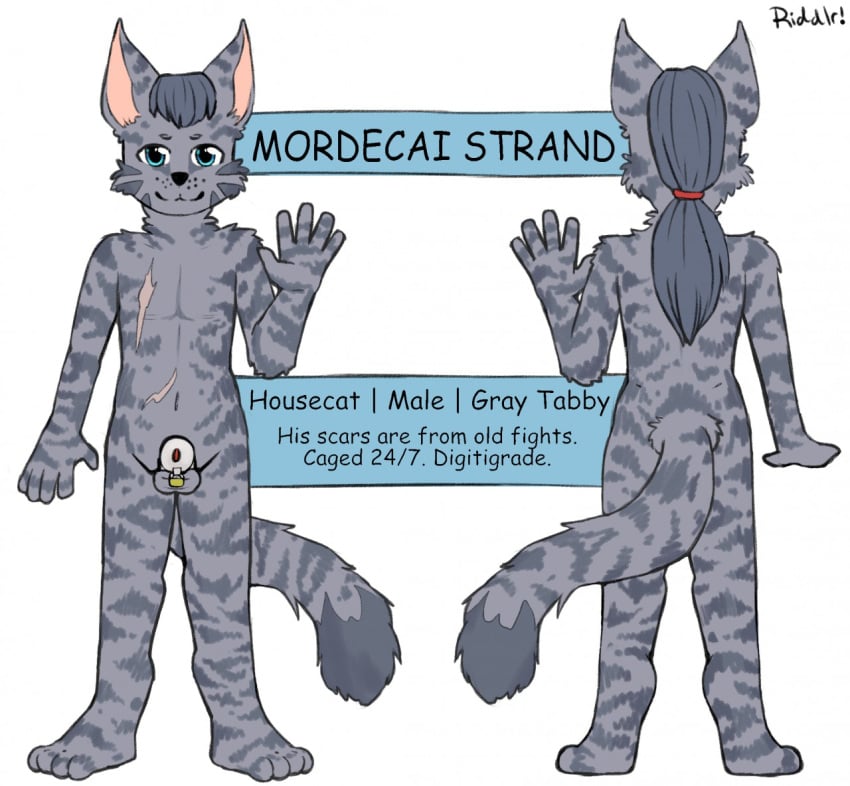 anthro balls blue_eyes chastity_cage chastity_device english_text felid front_view fur genitals glistening glistening_eyes grey_balls grey_body grey_ears grey_fur grey_hair grey_tail hair looking_at_viewer male mammal mordecai_strand nude rear_view riddlr simple_background solo standing tail text white_background