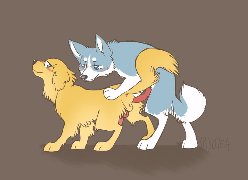 akita akita_inu anatomically_correct anatomically_correct_genitalia anatomically_correct_penis animal_genitalia animal_penis anus ass backsack balls bird_dog black_nose blue_body blue_eyes blue_fur blush blush_lines brown_background brown_nose canid canine canine_genitalia canine_penis canis cheek_tuft countershade_tail countershading digital_drawing_(artwork) digital_media_(artwork) digitigrade domestic_dog duo erection eye_contact eyebrows facial_tuft feral feral_on_feral flat_colors floppy_ears fluffy fluffy_tail from_behind_position fur genitals ginga_(series) golden_retriever hi_res hunting_dog imminent_anal imminent_sex intraspecies knot kryotea looking_at_another looking_at_partner looking_back looking_back_at_another looking_back_at_partner male male/male mammal mel_(ginga) mounting multicolored_body multicolored_fur neck_tuft penis pink_blush presenting presenting_hindquarters quadruped raised_tail red_penis retriever sex side_view signature simple_background smile smirk snout spitz spread_legs spreading standing tail tuft two_tone_body two_tone_fur weed_(ginga) white_body white_fur yellow_balls yellow_body yellow_fur