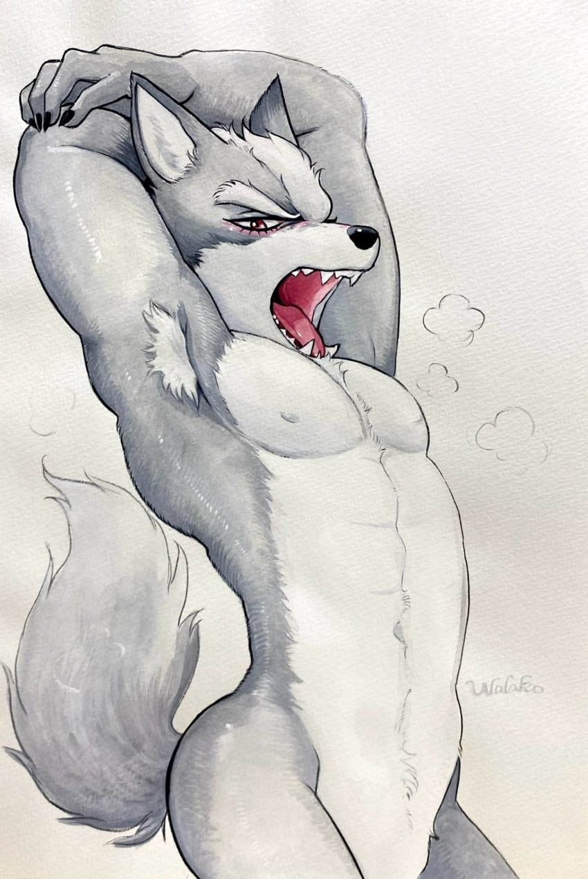1boy abs anthro artist_name canid canine canis claws commentary completely_nude fangs furry furry_male highres looking_at_viewer male male_focus nipples no_penis nude open_mouth pectorals star_fox symbol-only_commentary tail toned toned_male traditional_media ulala_ko white_background wolf wolf_o&#039;donnell yawning