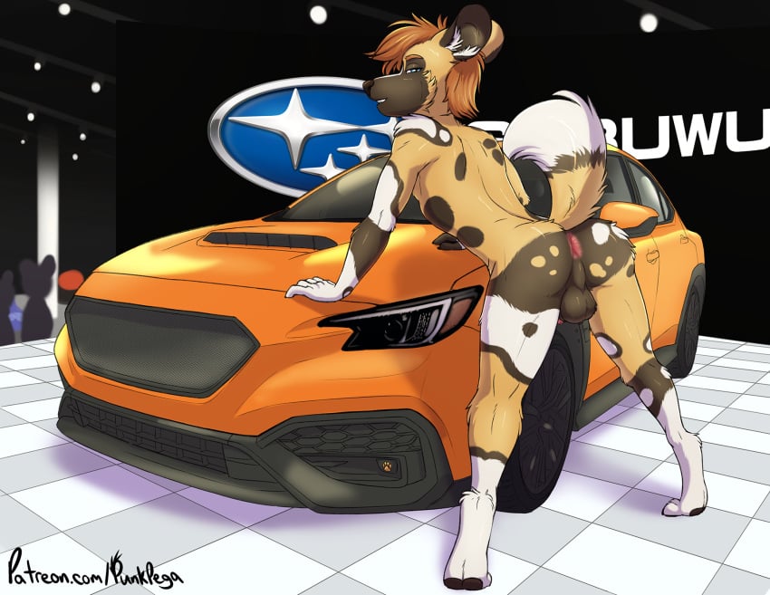 2024 african_wild_dog animal_genitalia anthro ass backsack balls blue_eyes canid canine car exhibitionism fur genitals group hair hi_res looking_back male male_only mammal orange_hair presenting presenting_hindquarters public punkpega raised_tail sheath solo_focus spots subaru tail tuft vehicle yellow_body yellow_fur