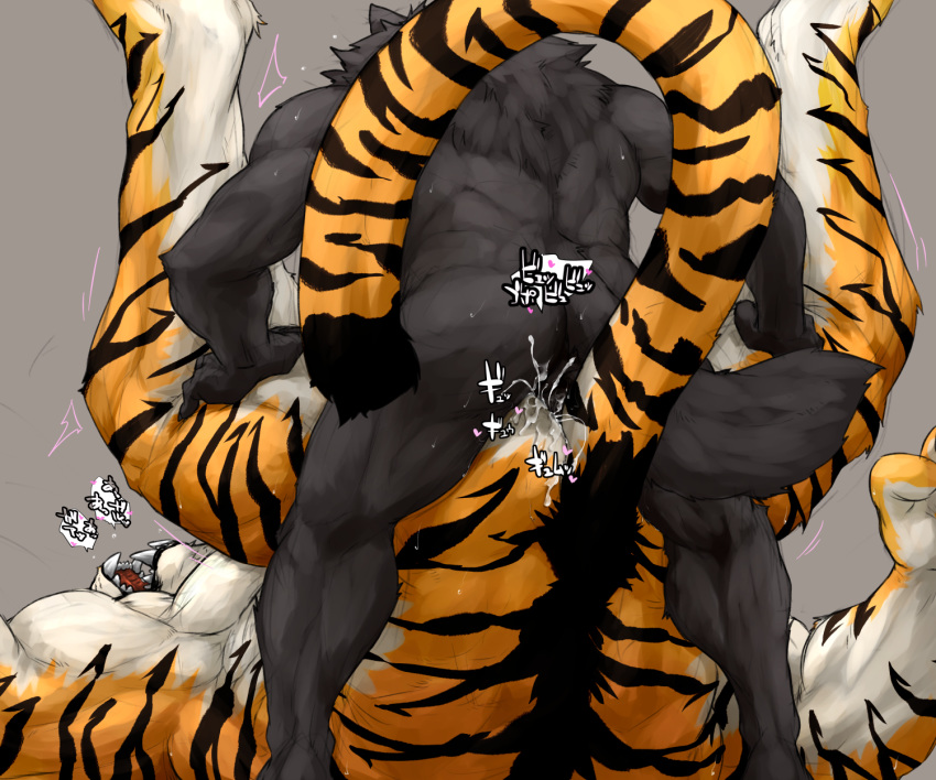 abs anal ass canine captainjohkid cum feline flakjacket0204 male mammal muscular nude orgasm pecs simple_background text tiger translation_request wolf yaoi