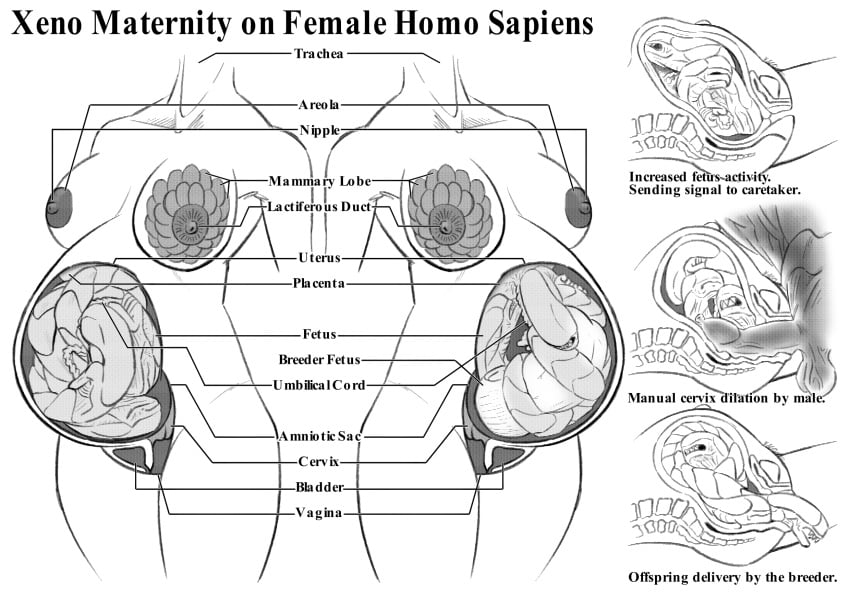alien_(franchise) alien_pregnancy anatomy balls bellyburster_(species) big_belly big_breasts birth bladder bloated_belly cervical_penetration dark_nipples diagram erect_nipples female female_focus fetal_movement induced_labor internal interspecies interspecies_pregnancy kilogram male male_xenomorph medical multispecies_pregnancy navel organs outie_navel penis_in_uterus penis_in_womb pregnant pregnant_sex pregnant_with_multiples pubic_hair raped raped_by_alien ready_to_pop swollen_breasts testicles uterus_penetration vaginal_penetration vaginal_sex what womb_penetration x-ray xenomorph