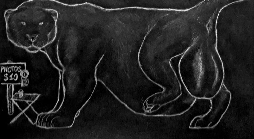 anus belly_overhang black_body black_fur bloated felid feral fur graphite_(artwork) hairless_balls heavy_balls hi_res looking_back male mammal muscular muscular_male pantherine pose posing_for_picture pregnant pregnant_male presenting rhymald rhymald_(rhymald) solo tiger traditional_media_(artwork)