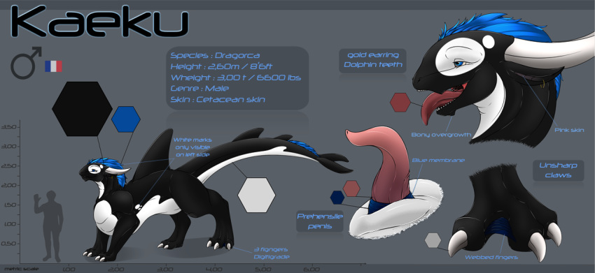 cetacean dragon dragorca feral hybrid kaeku male mammal marine model_sheet orca penis tongue whale