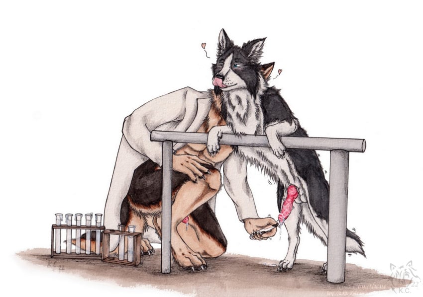 anthro anthro_on_feral balls black_body black_fur black_nose blue_eyes border_collie brown_body brown_fur canid canine canis claws clothed clothing collie cum_collecting domestic_dog duo erection feral fur genitals german_shepherd herding_dog kola_(artist) licking licking_lips licking_own_lips male male/male mammal mouth_closed pastoral_dog penis pink_tongue red_penis sheepdog simple_background tan_body tan_fur tongue tongue_out white_background white_balls white_body white_claws white_fur zoophilia