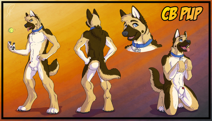 1boy anthro balls canine cbpup collar fluke german_shepherd male male_only mammal model_sheet penis penis_tip sheath solo