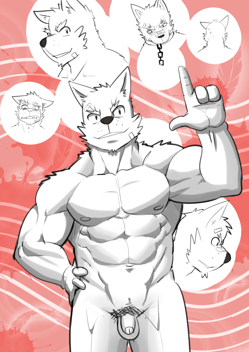 1boy abs abstract_background absurd_res anthro balls bandage biceps canine chains clenched_teeth collar flaccid fur hand_on_hip hi_res husky_(artist) looking_at_viewer male male_only mammal multiple_images muscular nipples nude pecs penis pubes smile smirk solo standing teeth white_fur