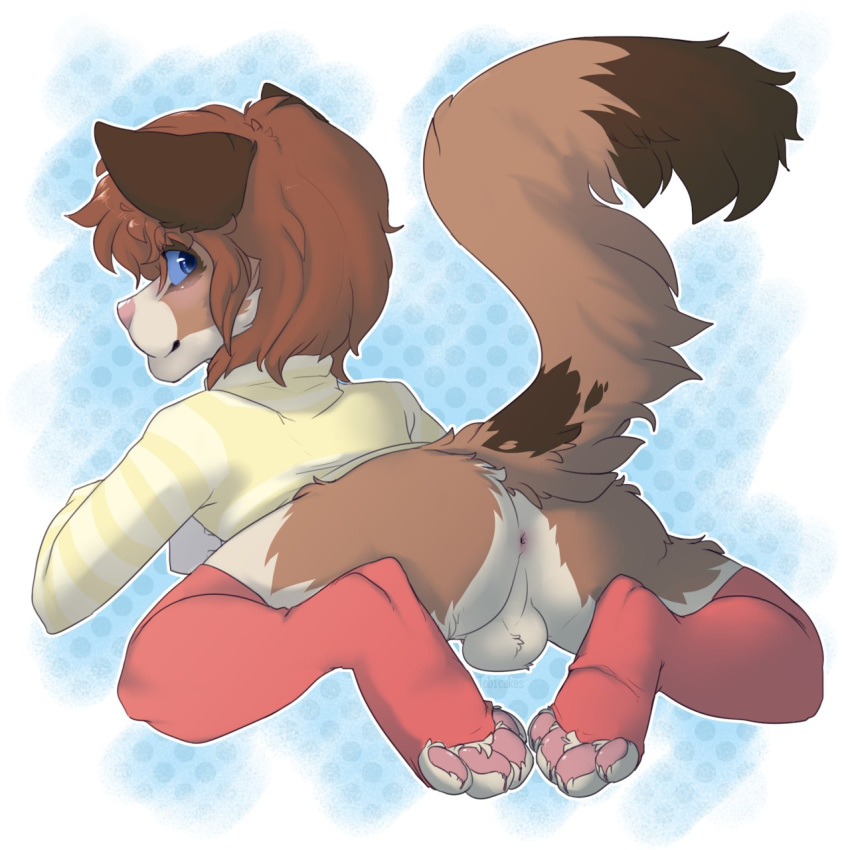 all_fours anthro anus backsack balls blue_eyes bottomless canine clothed clothes dog hair half-dressed legwear looking_back male_only mammal pawpwads paws raised_tail simple_background stockings tail tobicakes