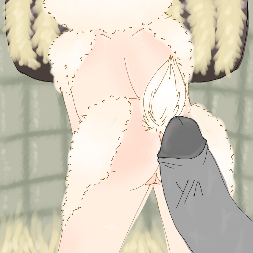 ass ass behind cute dick farm sheep tail