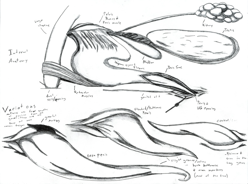 adleisio anatomical_study anatomy cetacean dolphin male mammal marine orca pencil_(artwork) penis traditional_media_(artwork) whale