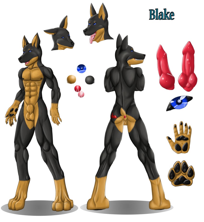 1boy 2015 abs absurd_res animal_genitalia anthro anus ass balls biceps blake blue_eyes canine canine_penis cropped_ears doberman english_text erection hi_res howlfeiwolf knot looking_at_viewer male male_only mammal model_sheet muscular nipples nude open_mouth pads pawpads paws pecs penis saliva sheath simple_background smile solo tail tattoo teeth text toes tongue tongue_out