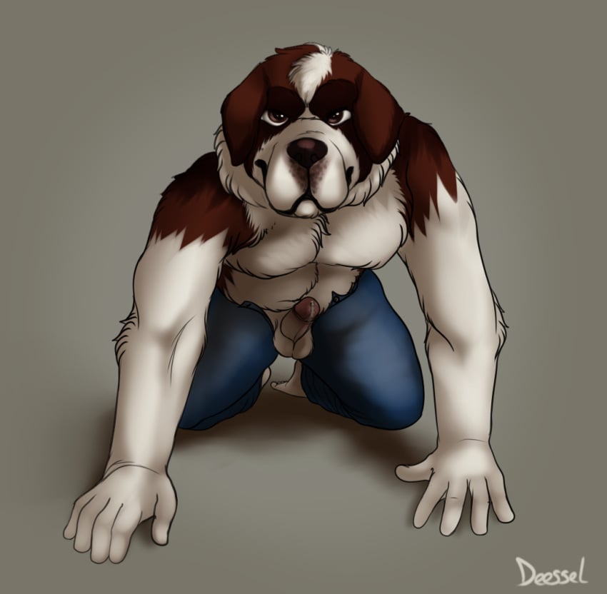 1boy anthro balls belly canine clothing cum cum_on_penis deessel fur gauner jeans looking_at_viewer male male_only mammal pants penis saint_bernard solo