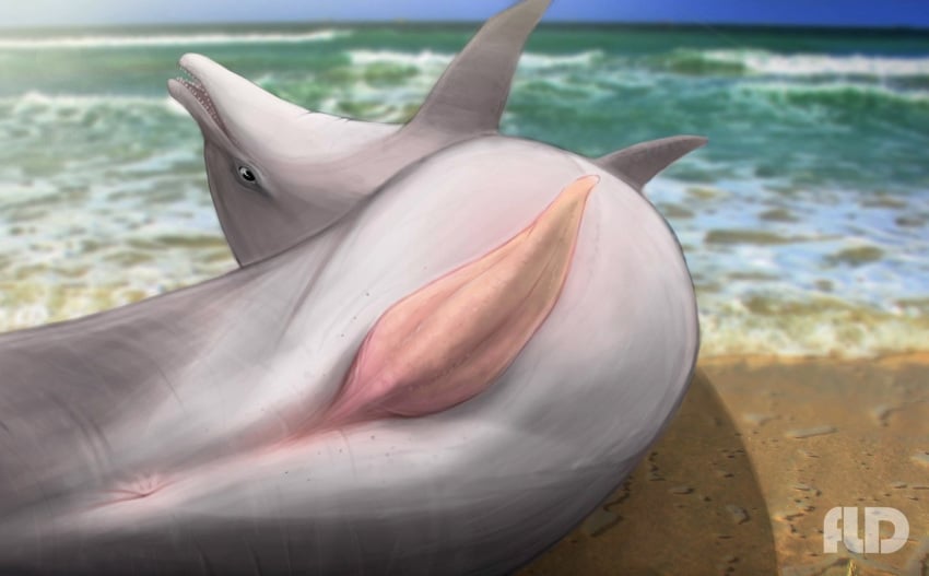 anatomically_correct animal_genitalia anus bottlenose_dolphin cetacean dolphin erection feral fld male mammal marine penis realistic sea seashore solo water zoophilia