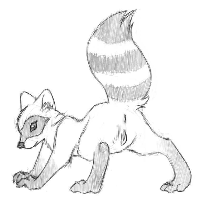 all_fours anatomically_correct anatomically_correct_pussy animal_genitalia animal_pussy anus ass digitigrade female feral greyscale looking_at_viewer looking_back mammal mizzyam monochrome pencil_(artwork) presenting pussy quadruped raccoon raccoon_pussy raised_tail simple_background sketch solo traditional_media_(artwork) white_background