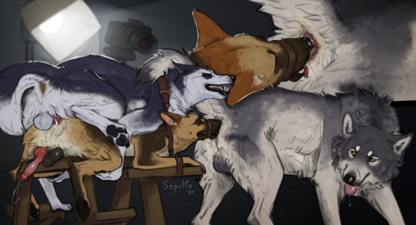 North Shepherd (Balto (Series)) Rule 34 Image