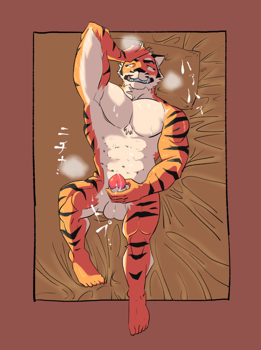 1boy anthro balls bed erection feline japanese_text male male_only mammal masturbation muscular nude orgasm pecs penis simple_background solo text tiger translation_request ujishiyo