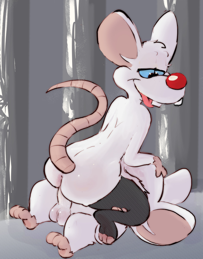 Pinky (Warner Brothers) Rule 34 Image