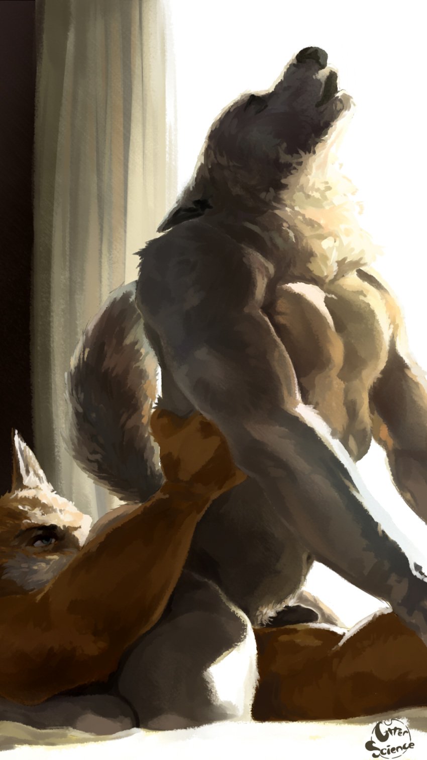 2016 2boys abs anal anthro barefoot bed biceps big_muscles black_nose brown_fur canine closed_eyes disney duo erection fluffy fluffy_tail fur gary_(zootopia) gay larry_(zootopia) lying male male_only mammal muscular muscular_male navel neck_tuft nude on_bed open_mouth oral otterscience pecs penis pointy_ears raised_arm rimming sex shiny tuft white_fur window wolf yaoi zootopia