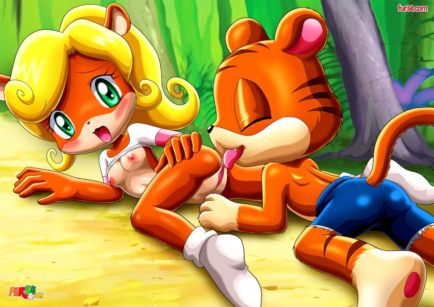 anthro bandicoot blush breasts coco_bandicoot crash_(series) cunnilingus female fur34 furry furry_only nipples pura_(crash_series) small_breasts socks tagme tiger tongue_out vulva