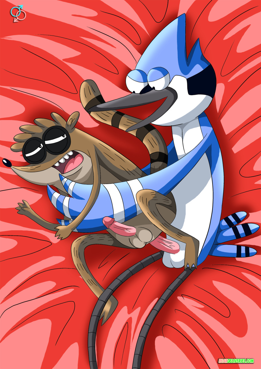 2boys anthro anthro_only bbmbbf male male_only mordecai multiple_boys penis rear_deliveries regular_show rigby tagme yaoi