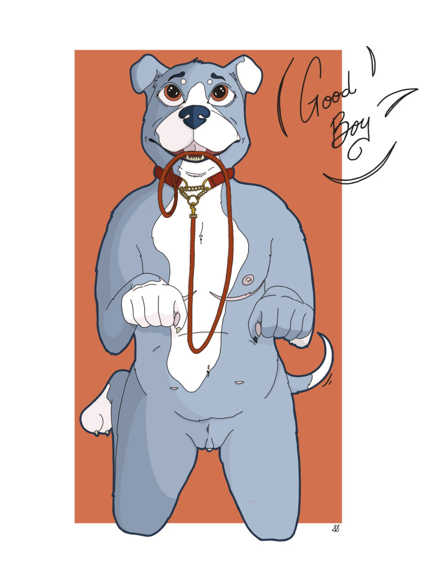 American Pit Bull Terrier Rule 34 Image