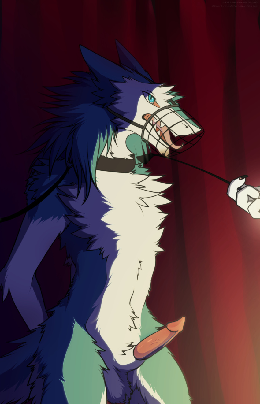 1boy anthro balls bound collar disembodied_hand erection furry hands_behind_back leash male male_only muzzle nehmen nude on_display penis sagging_balls sergal sidgi solo whip