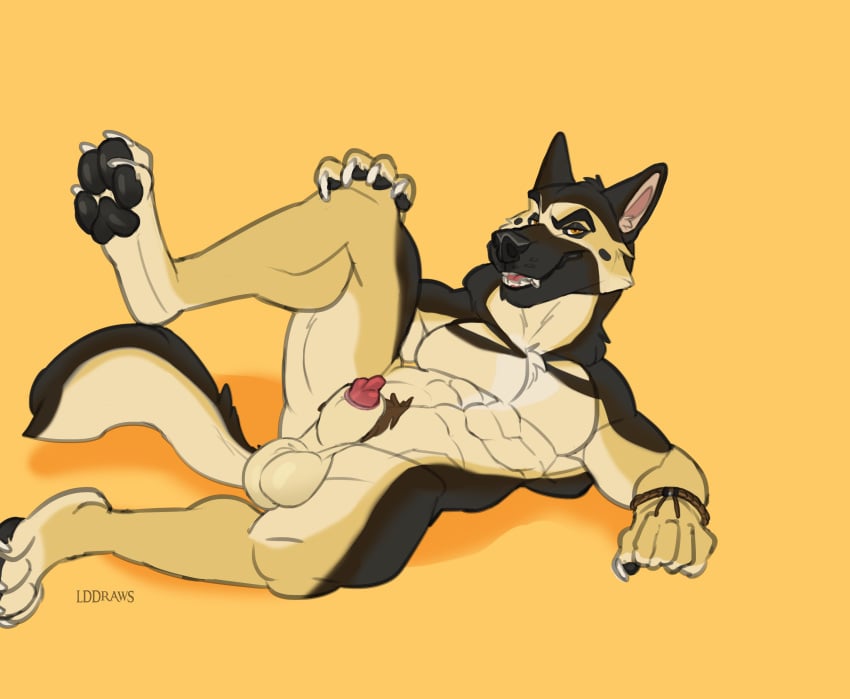 abs absurd_res animal_genitalia anthro balls bent_legs canid canine canis domestic_dog genitals german_shepherd herding_dog hi_res lddraws looking_at_viewer lying male mammal muscular on_back open_mouth open_smile pastoral_dog pawpads penis penis_tip raised_leg sheath smile solo